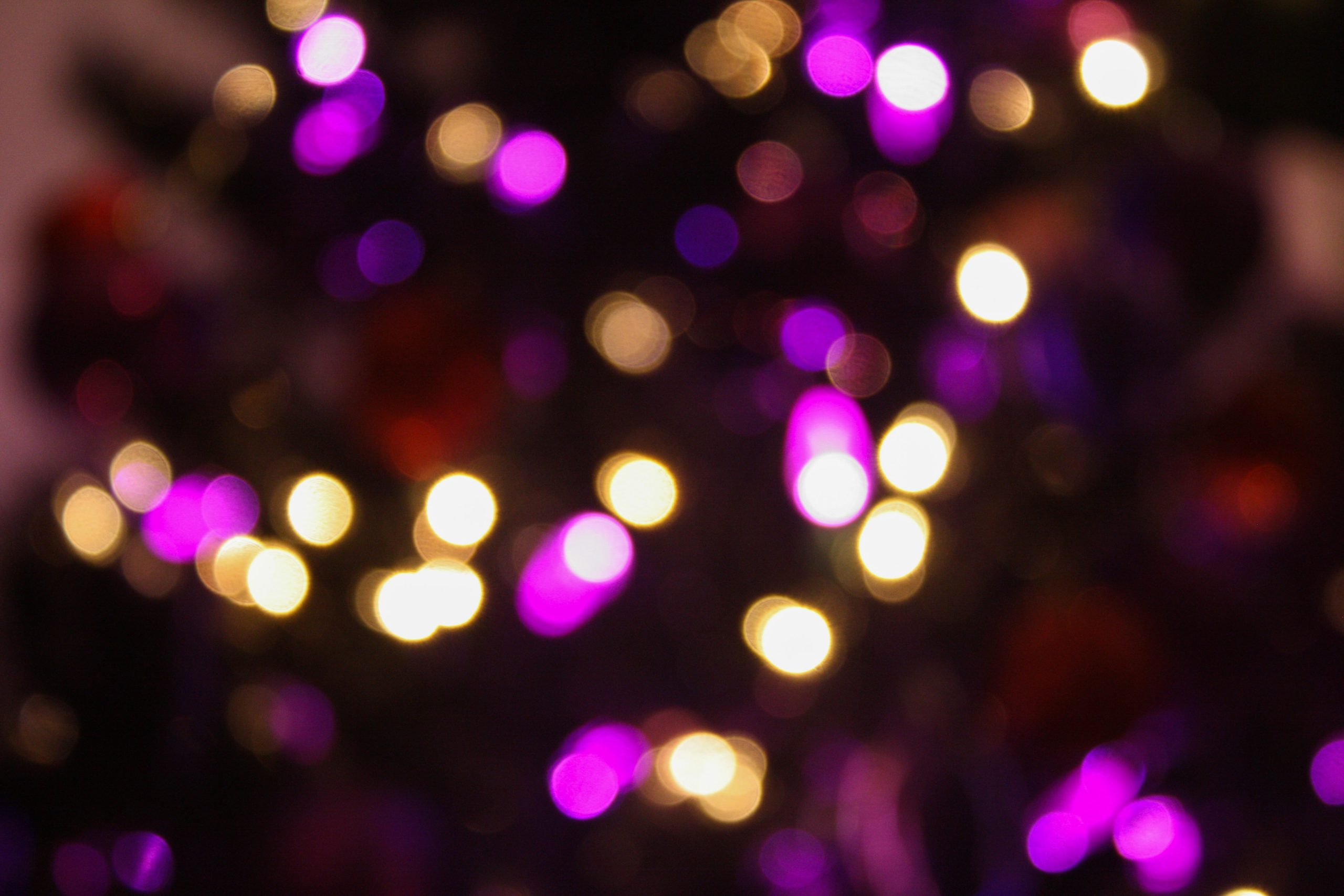 Collegium Musicum Choir:  Festival of Carols 2015