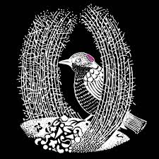 Bowerbird Collective’s ‘Invisible Connections’ Online